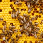 a bunch of bees that are on a beehive